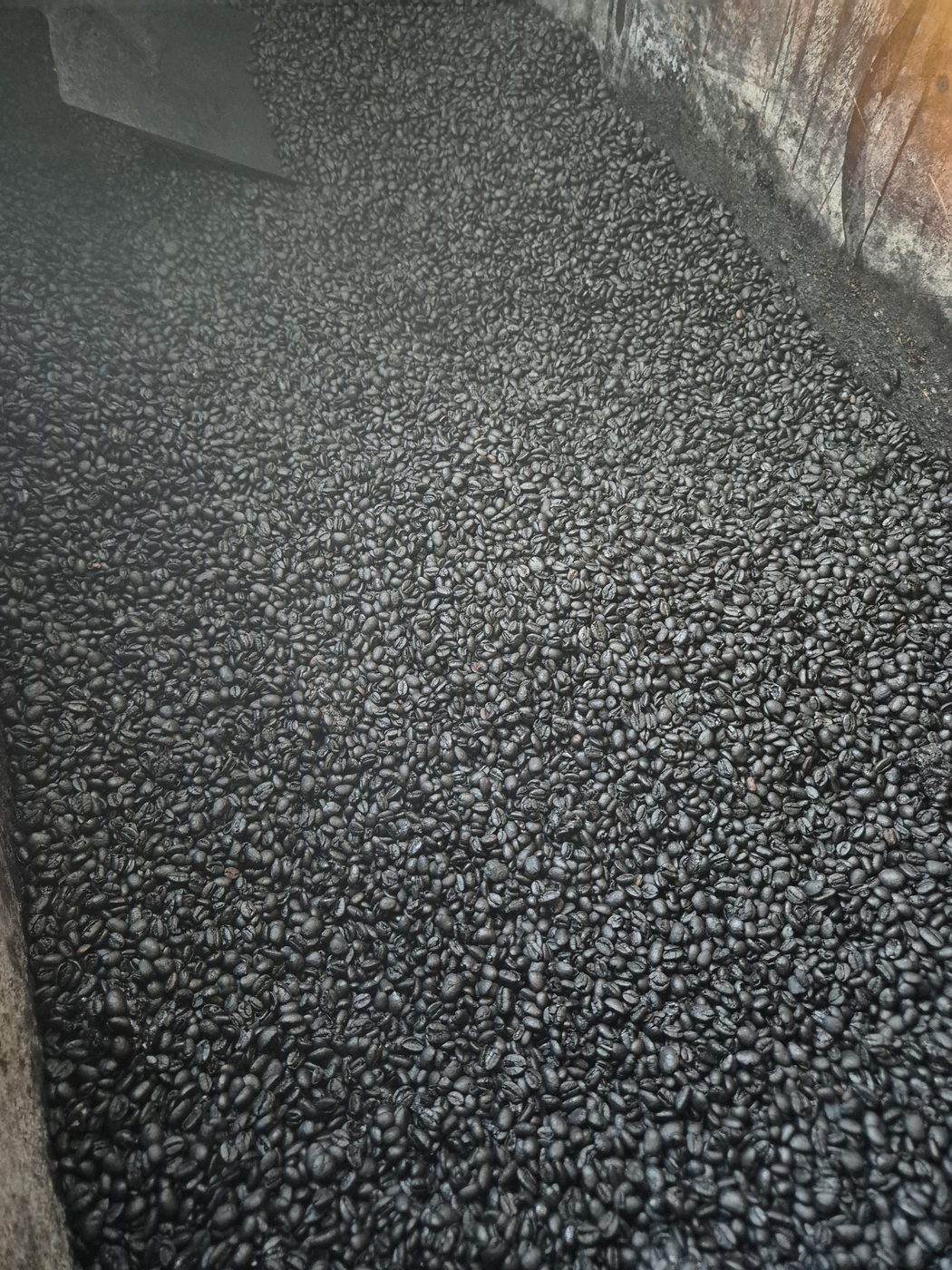 Biji kopi setelah proses roasting